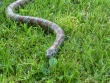 Wąż na trawie