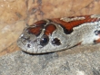 Lampropeltis mexicana - Lancetogłów meksykański