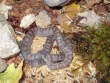 Meksykński wąż królewski - Wylinka faza druga