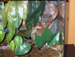 Lampropeltis mexicana mexicana - Zwis wężowy